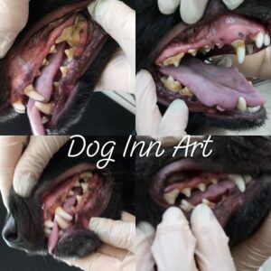 La pulizia professionale dei denti del cane garantisce un maggior grado di efficacia ed aumenta l'efficacia della prevenzione dei problemi più gravi.